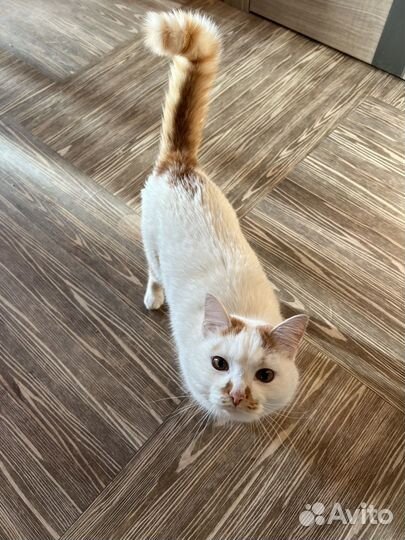 Домашняя передержка собак и кошек