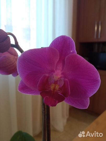 Орхидея фаленопсис