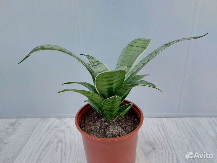 Сансевиерия Ханни Крем