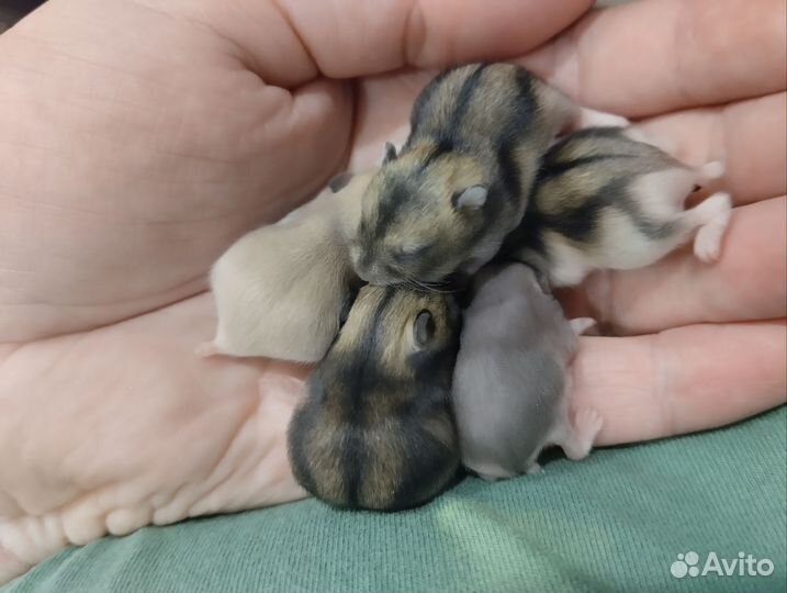 Джунгарский хомяк