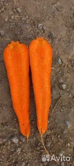 Продажа лук,морковь и тд