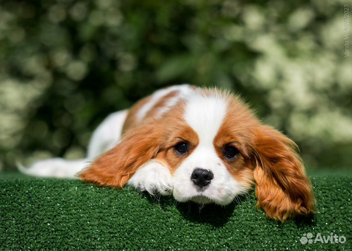 Кавалер Кинг Чарльз Спаниель