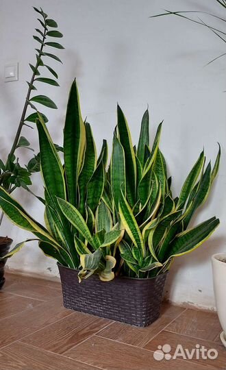 Сансевиерия,щучий хвост,тещин язык