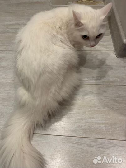 Кошка в подъезде