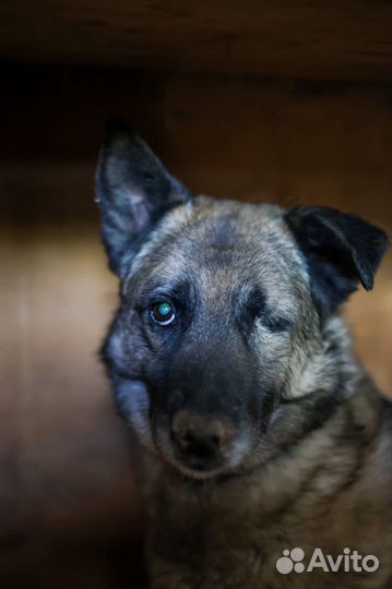 Собака Джорджи тоже хочет домой из приюта