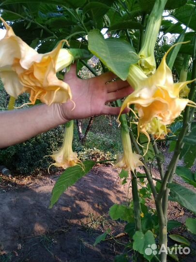 Бругмансия