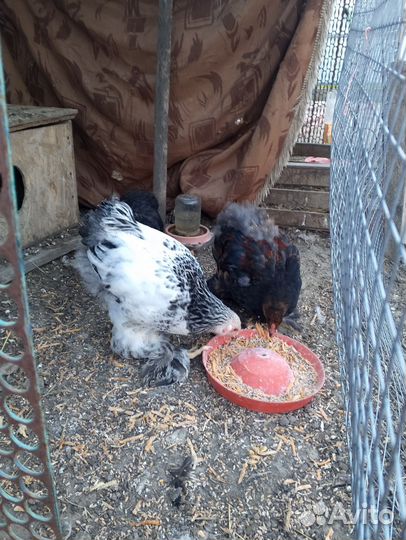 Молодые петухи