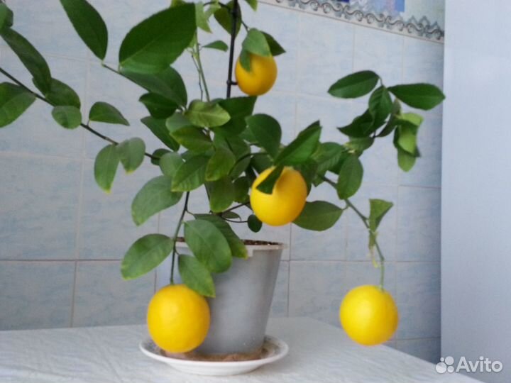 Цитрусовые растения