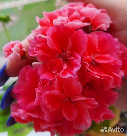 Пеларгония герань