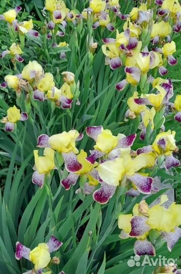 Солнцеивино бородатый ирис сортовой