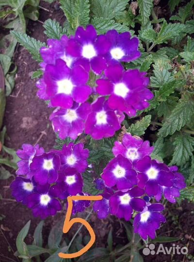 Вегетативные черенки