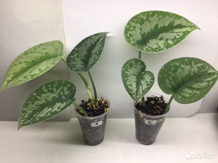 Сциндапсус Экзотика