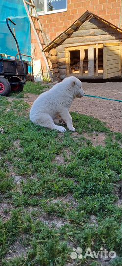 Продам щенков алабая (сао)