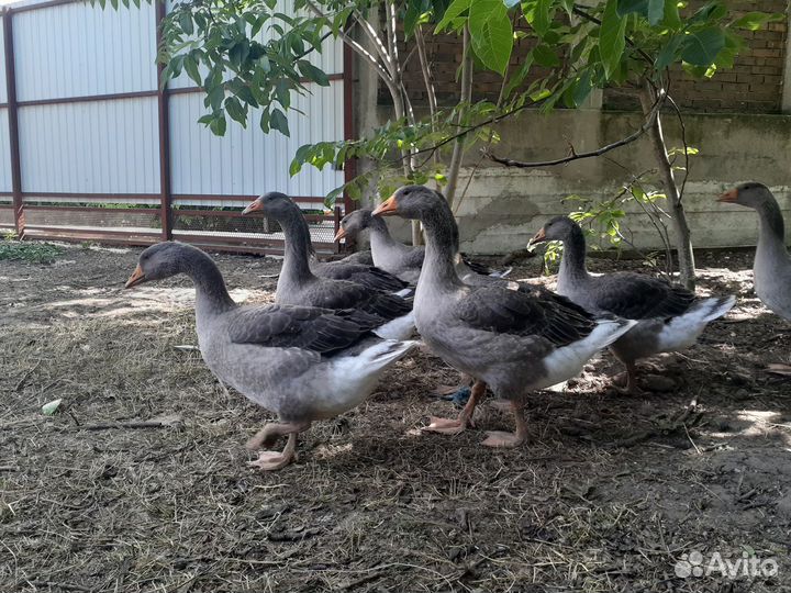 Продам гусей 9 шт
