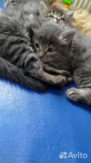 Котята в добрые руки 2 мес
