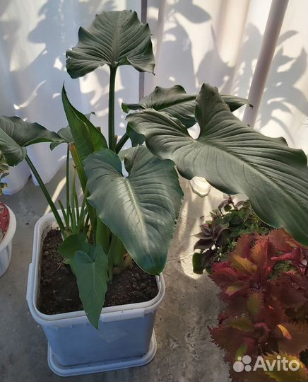 Калла белая