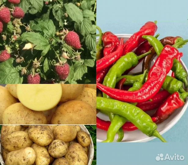 Малины ремонтантной саженцы картофель перец острый