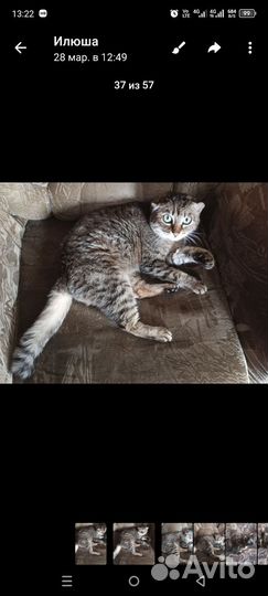 Кошки в добрые руки бесплатно