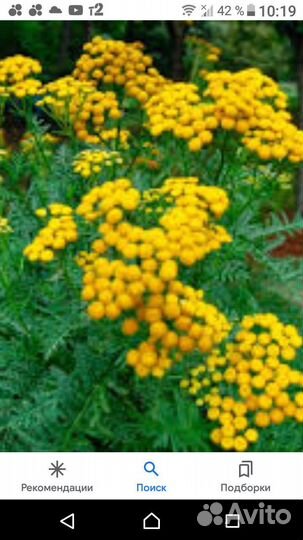 Пижма садовая