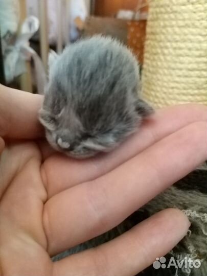 Шотландские котята
