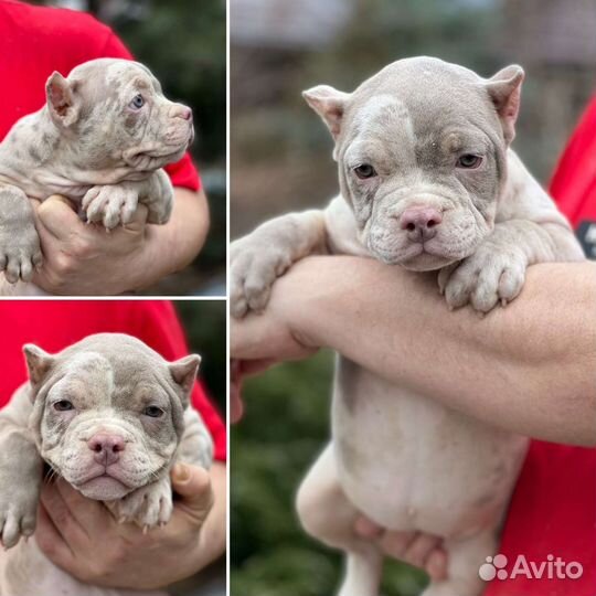 Мерль американский булли девочки micro