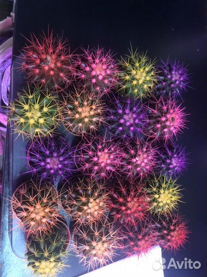 Цветные кактусы