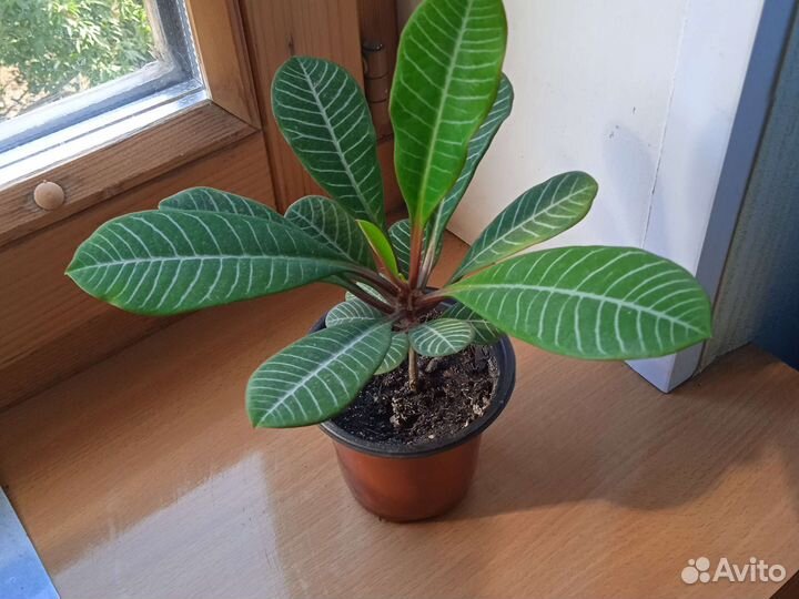 Кактус эхинопсис. молочай пальма