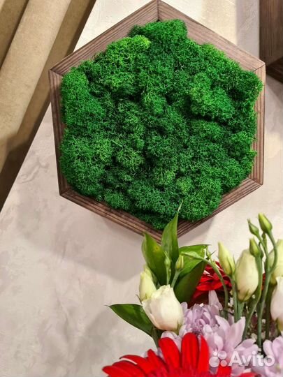 Стабилизированный мох