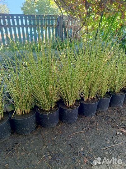 Декоративные растения