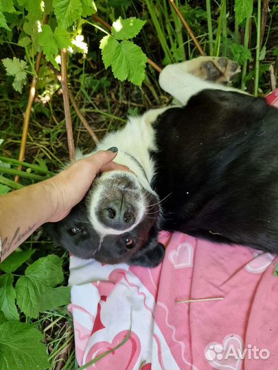 Собака в добрые руки