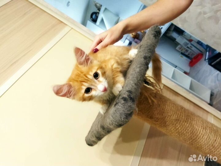 Котик в добрые руки