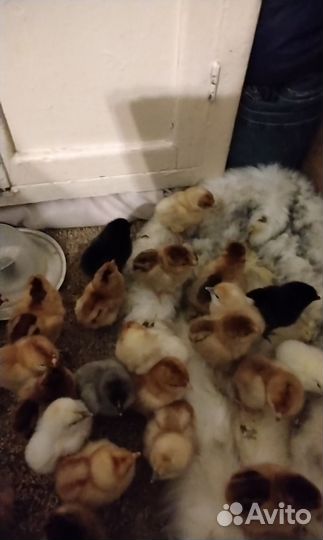 Цыплята от домашних кур несушек