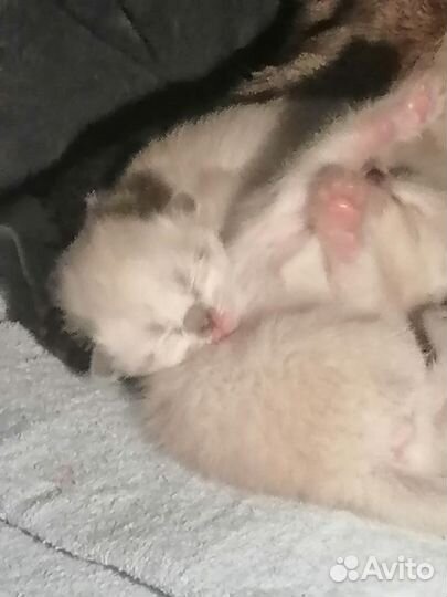 Тайские котята