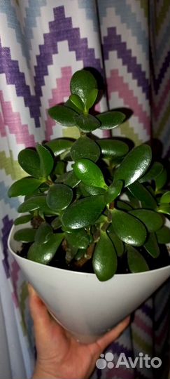 Толстянка(денежное дерево)