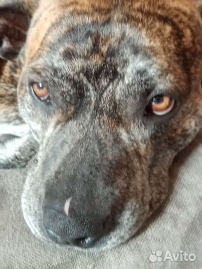 Собака питбуль