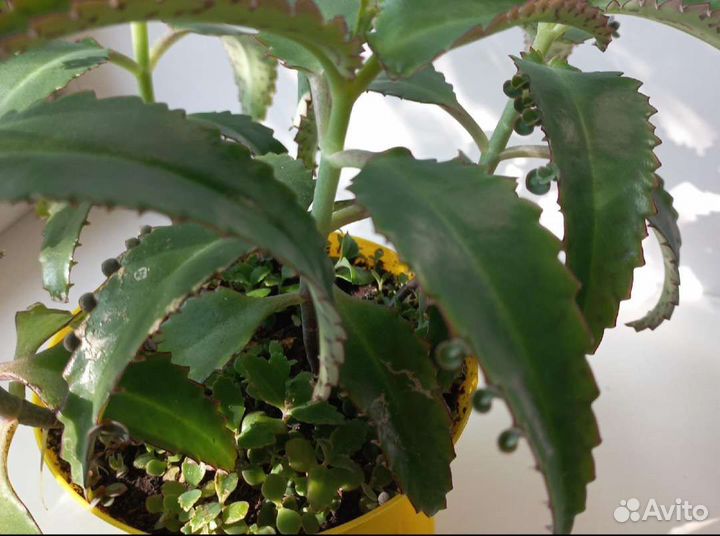 Каланхоэ Дегремона(лечебное)