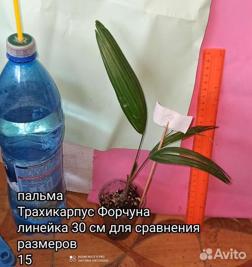 Пальма Трахикарпус Форчуна