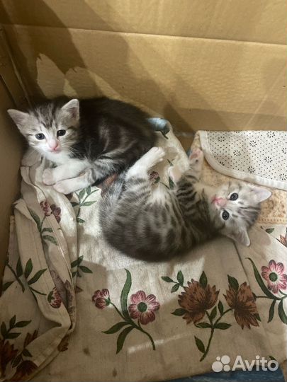 Сибирские котята в добрые руки