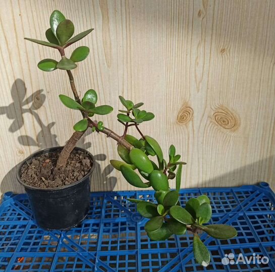 Денежное дерево(Толстянка)