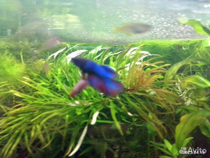 Рыбки домашнего разведения, растения, корма