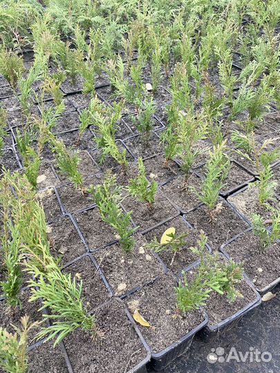 Туя Смарагд