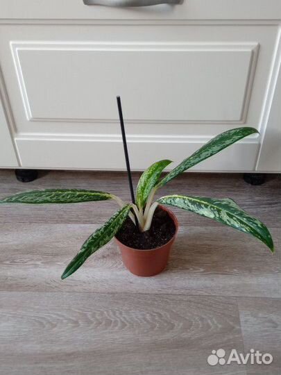 Аглаонема Брызги Шампанского