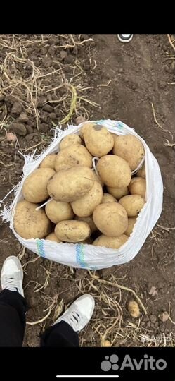 Картофель оптом от производителя