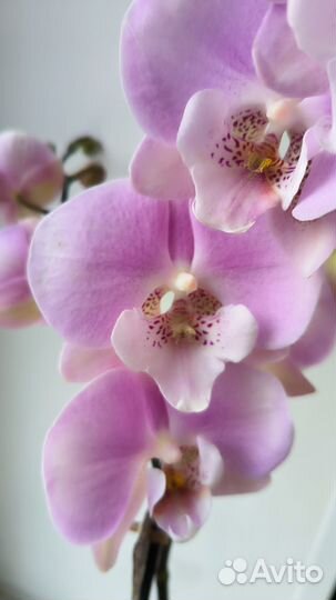 Орхидеи фаленопсис биг липы цветущие
