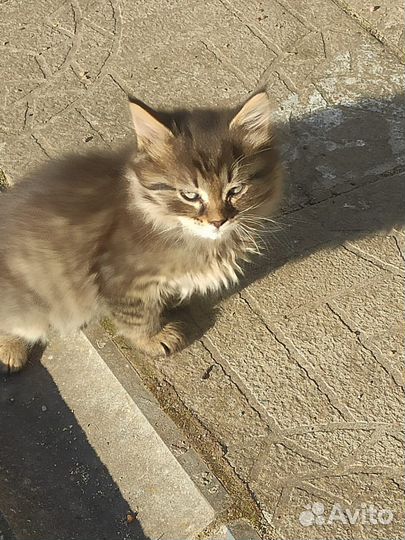 Милые котята добрые руки