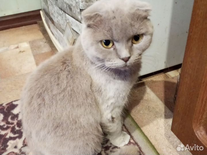 Котята вислоухие