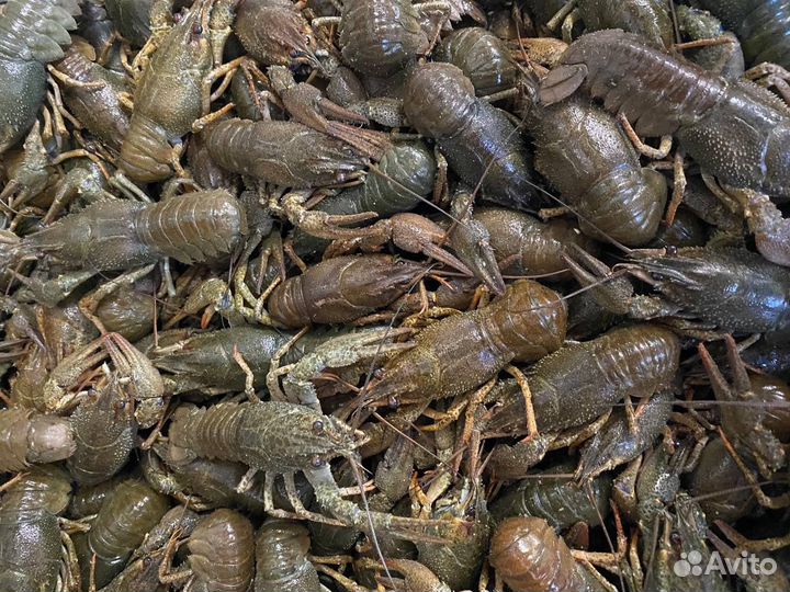 Живые Раки семечки и от 30 до 50гр