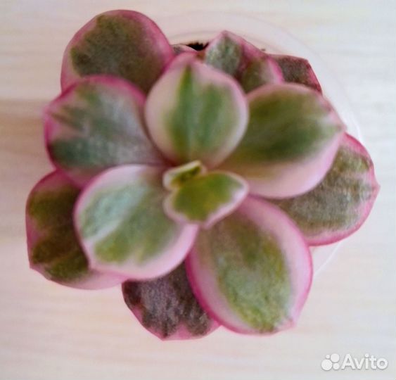 Суккуленты