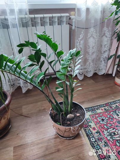 Замиокулькас и драцена
