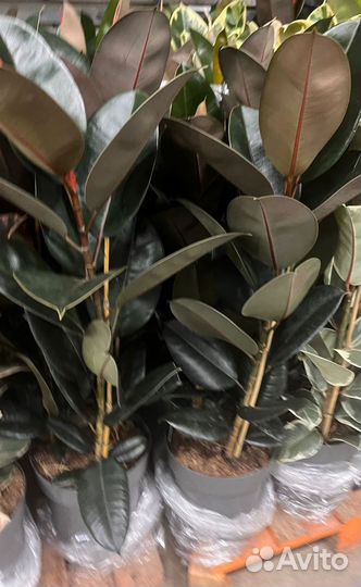 Фикус Эластика Бенджамина Лирата 100-200см